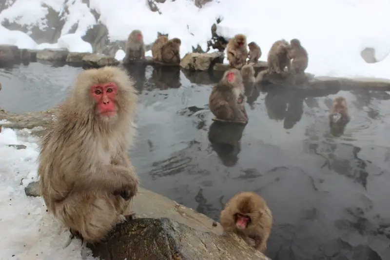 Парк снежных обезьян Джигокудани